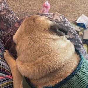 Meet your Posher, Misty